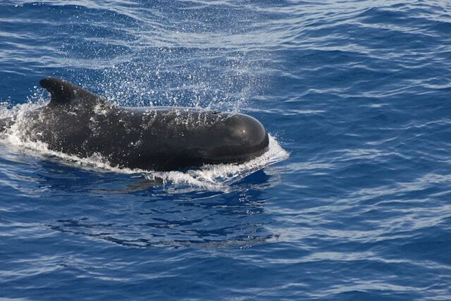 Pilot Whale
